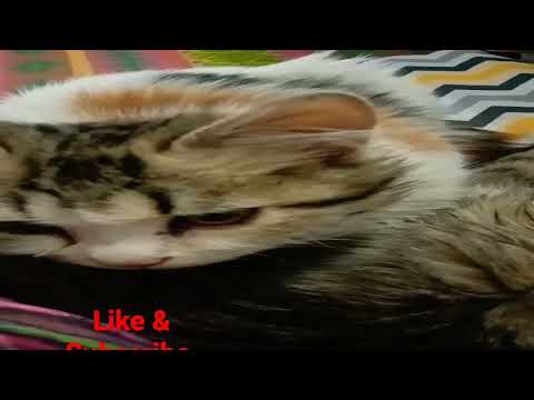 cats cute voice #cats#voiceover #cats #catlover #cutecats