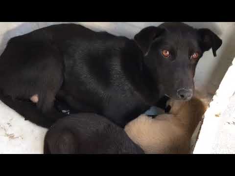 Give A Stray A Chance for Christmas