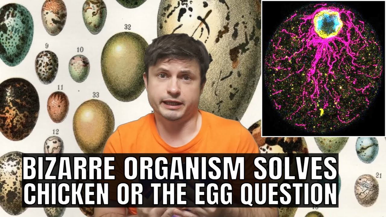Strange Organism Just Solved the Chicken Or The Egg Question!