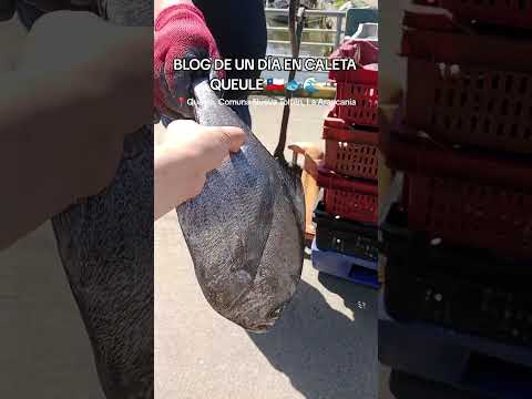 Un día en Queule, comuna Nueva Toltén, Araucanía #nuevatolten #surdechile