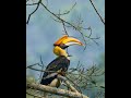 Great Indian Hornbill