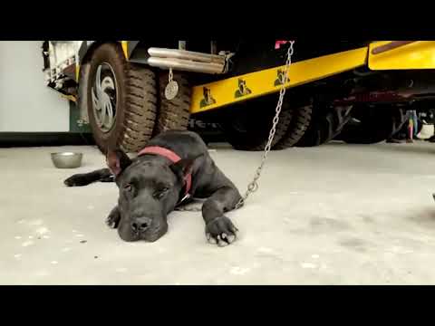 Dog Emotional Video | Dog Missing his Owner After Death