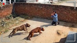 Assaltantes que se Deram Mal com Cachorros