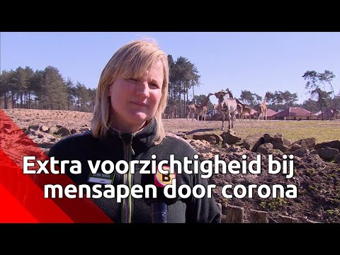 Extra voorzichtigheid bij mensapen door corona