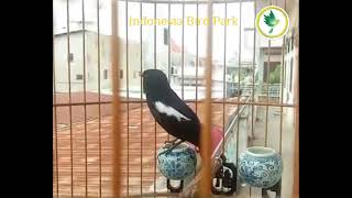Download lagu SUARA BURUNG DECU - Burung Decu Gacor Berkicau COCOK UNTUK TERAPI 🦜🐦🦉🕊 mp3