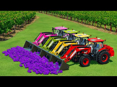 HARVEST AND TRANSPORT GRAPES WITH NEW HOLLAND LOADERS & HONDA HARVESTERS - Farming Simulator 22
