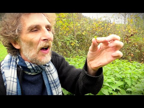 La friandise sauvage. Astuce du dehors n°92