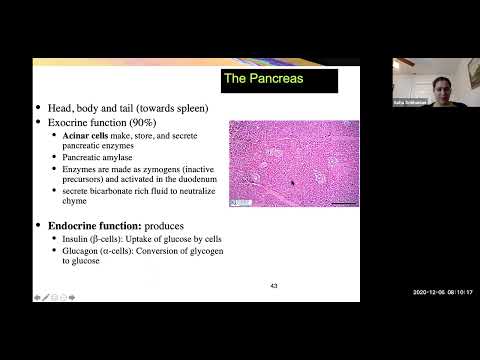 Digestive System Part 2 (Anatomy Overview)
