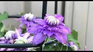 How to Grow Clematis Cuttings in Winter/ Clematis Propagation