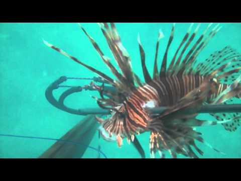 Spearfishing Puerto Rico, March 2011