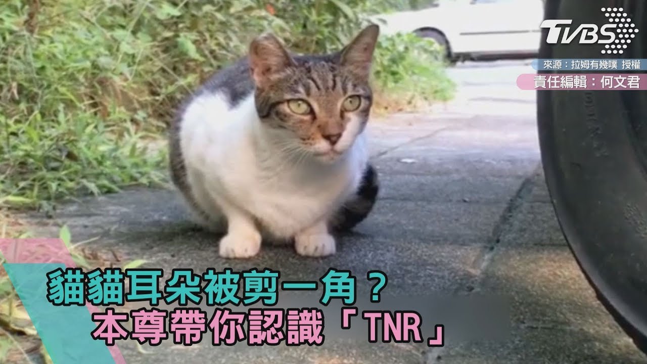 貓貓耳朵被剪一角? 本尊帶你認識「TNR」