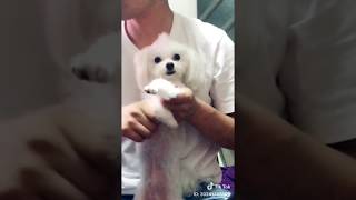 ふわふわマルチーズ犬ぱーるくん＃１０　TIK　ToKティックトックデビュー