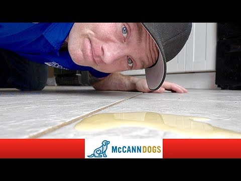 Puppy Potty Training- The 4 Reasons It Isn't Working - Professional Dog Training Tips