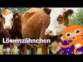 Kuh Mini LÖWENZÄHNCHEN ZDFchen