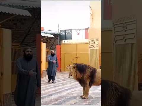 #Shir #Afghanistan 🦁🇦🇫