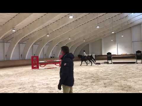 10yo Catoki mare for 1.40 schooling with junior