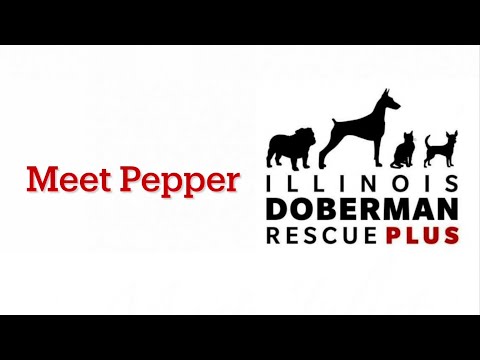 Pepper, an adoptable Whippet & Border Collie Mix in Barrington, IL_image-1