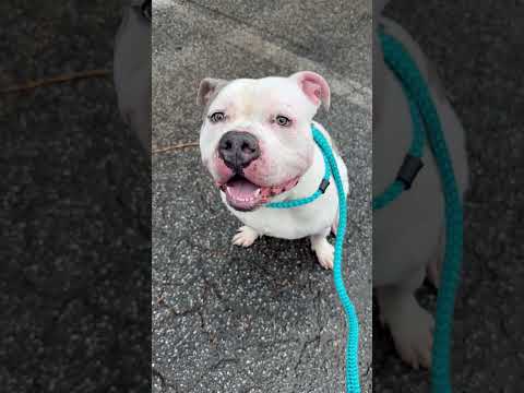 CABLE - see videos, an adopted American Bulldog Mix in Marietta, GA_image-1