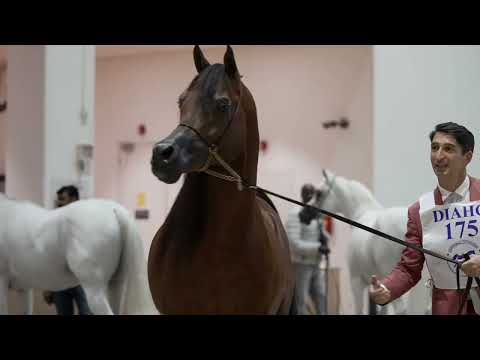 The Living Legend FA EL RASHEEM is the Highest Score of the Show at the DIAHC 2024