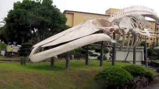preview picture of video 'シロナガスクジラの骨格標本・くじらの博物館'