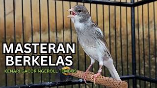 Download lagu Kenari Gacor Ngerol Sampai Tuntas – Cocok untuk Isian & Pancingan  Kenari PAUD AGAR BUNYi!! mp3