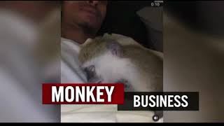 Ohio Investigators Seize TikTok Star’s Pet Monkey From His Home