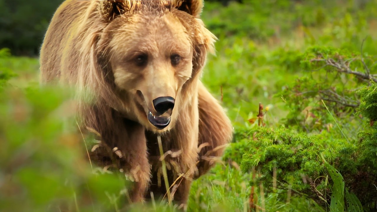 French wildlife, discovery of another world