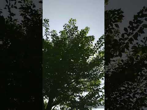 スタンド上の鳥酒飲み 庭の木 パンジー