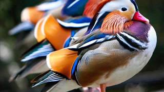 The Alan Parsons Project  Mammagamma Extended