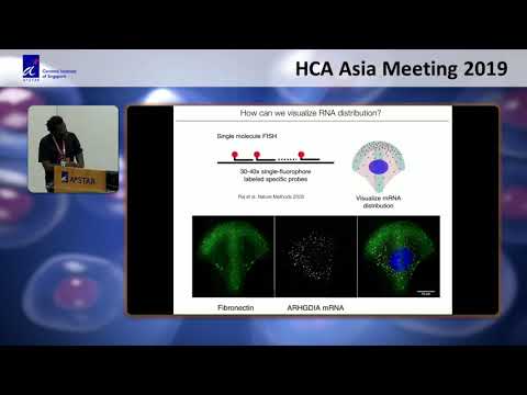 HCA Meeting Asia 2019: Dypfish Dynamic Patterned Fish to Interrogate Rna & Protein