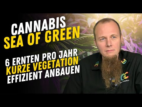 Sea of Green (SOG) - Anbau Methode mit bis zu sechs Ernten jährlich sind möglich so wird es gemacht.