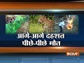 Villagers manage to capture leopard in Gujarat