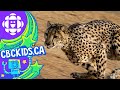 The Cheetah | Amazing Animals | CBC Kids