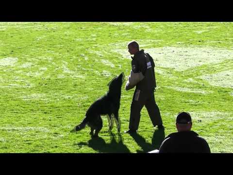 WUSV 2012 Sieger- Hank vom Weinbergblick