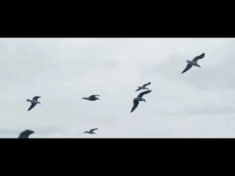 Shaka - mama i'm a criminal Ft. Lauren (remix) |ShakalíLéta mixtape|