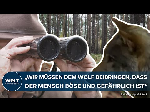 LANDKREIS BAUTZEN: Jäger in Sachsen verweigern Abschuss von Wölfen | Angst vor Tierschützern