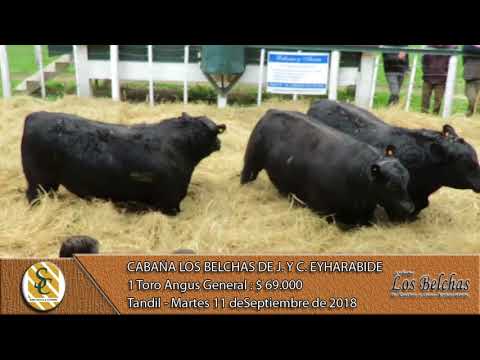 11-09-18 Venta de Toros Angus y P.H. Grales. - Cab. Los Belchas de J. y C. Eyharabide - Tandil