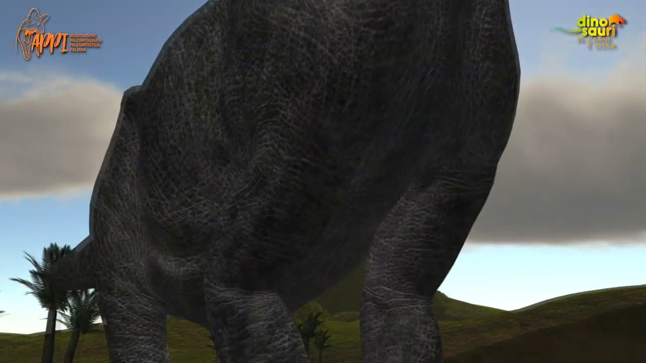 Come si forma un fossile