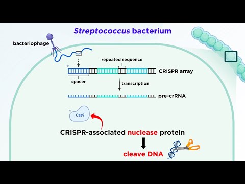 CRISPR-Cas9 Genome Editing Technology