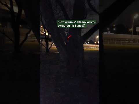 'Кот учёный' Шелли (немецкая овчарка) опять ругается на Барса. Bars from Mars. #easterneuropean