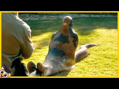 The 10 Strangest Things Found in Animals - Part 2