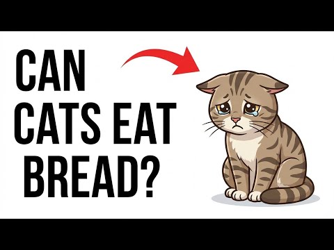 Can Cats Eat Bread. Is Bread Safe for Cats or Harmful
