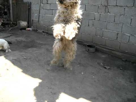 Margan de la galiciuica