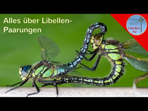 Alles über die Paarungsräder der Libellen