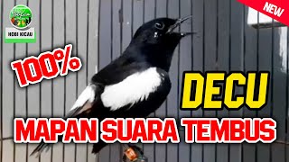 Download lagu Kicauan Plong DECU MAPAN GACOR Suara TEMBUS mp3 Download lagu Kicauan Plong DECU MAPAN GACOR Suara TEMBUS mp3