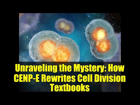 Unraveling the Mystery: How CENP-E Rewrites Cell Division Textbooks