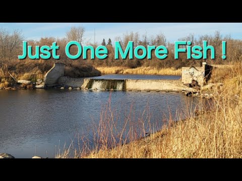 Just One More Fish!