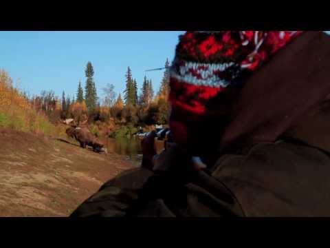 Moose Hunting in Thick Brush - Alaska
