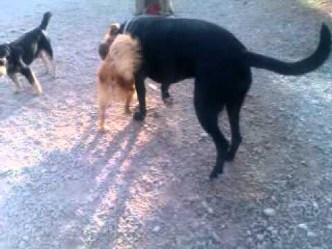 BALTO, HA SUFRIDO UNA DEVOLUCION Y ESPERA UN HOGAR...