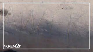 Authorities investigating initials carved into dead gray whale in Oak Harbor